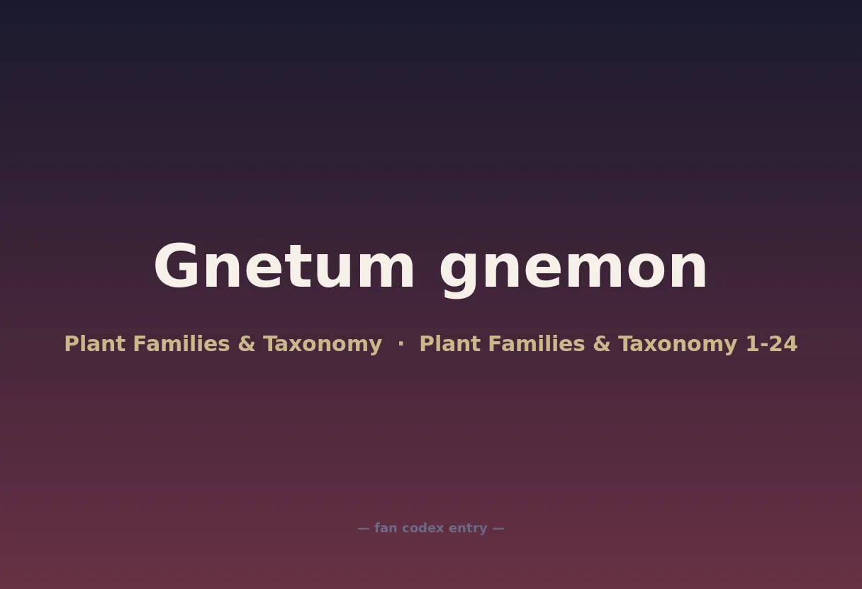 Gnetum gnemon